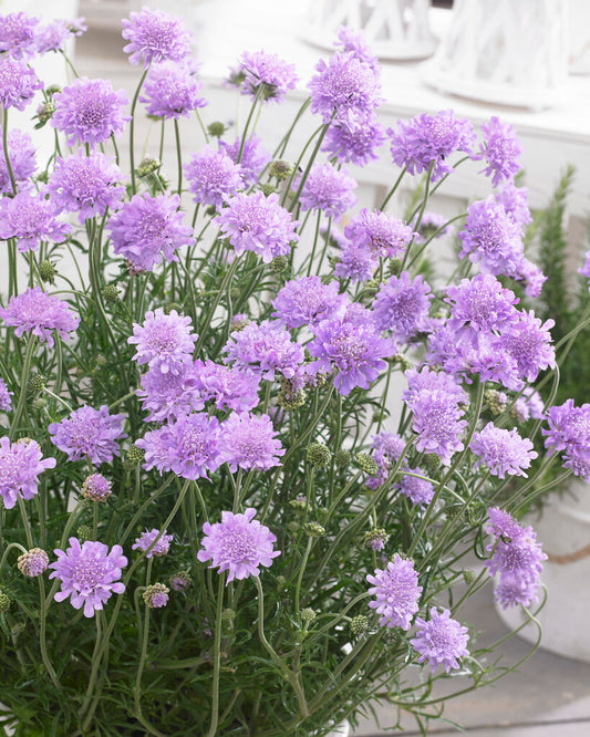 Flutter Deep Blue Pincushion Flower (Scabiosa)