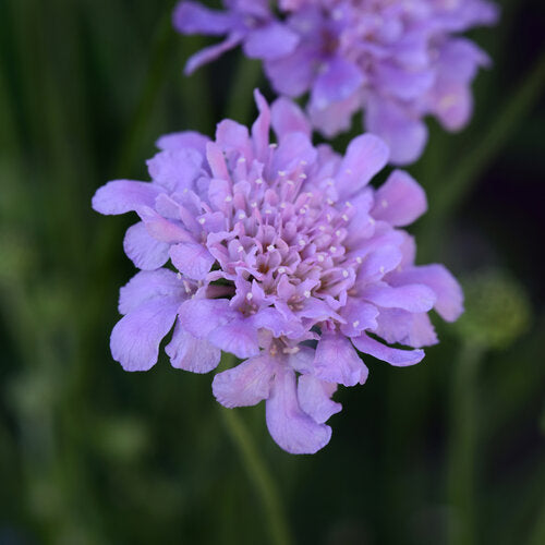 Flutter Deep Blue Pincushion Flower (Scabiosa)