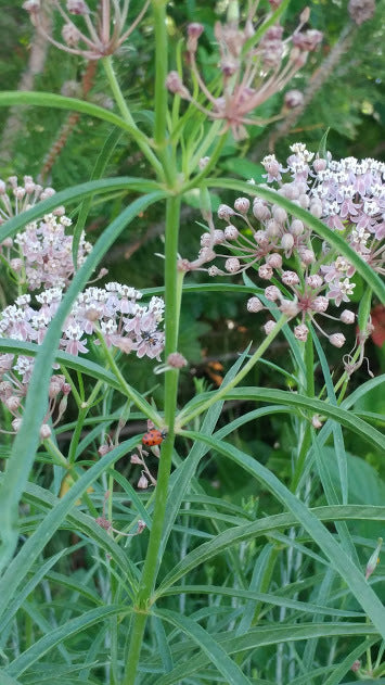 Narrow Leaf Milkweed-California Native and Pesticide Free!