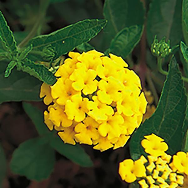 Lantana