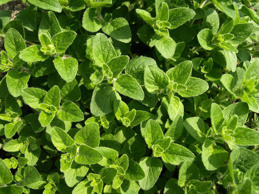 Greek Oregano