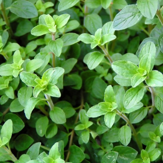 Italian Oregano Starter Plant