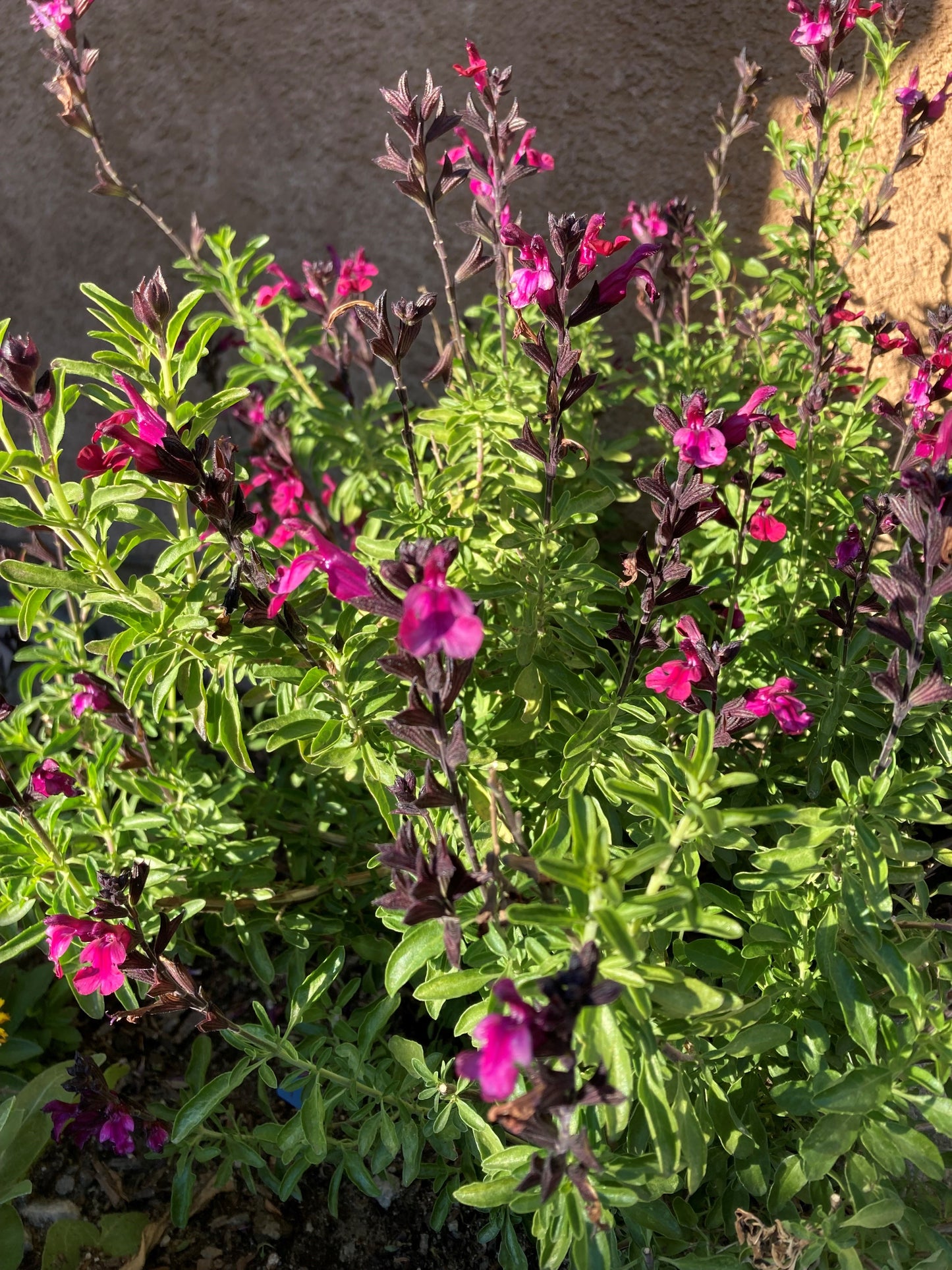 Salvia Greggii (Autumn sage)