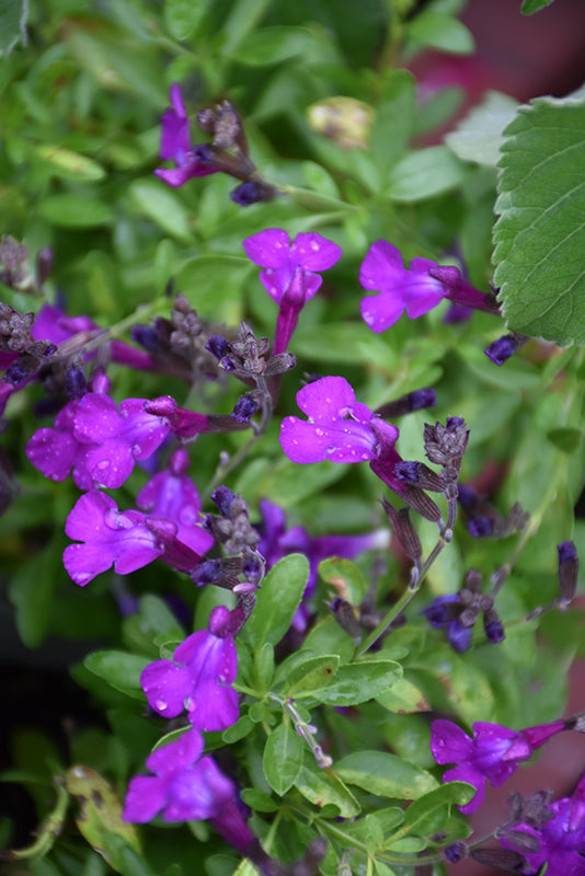 Salvia Greggii (Autumn sage)