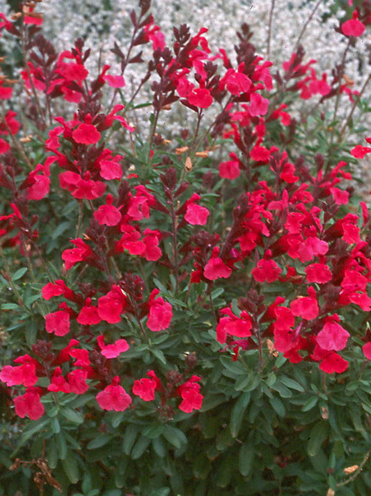 Salvia Greggii (Autumn sage)